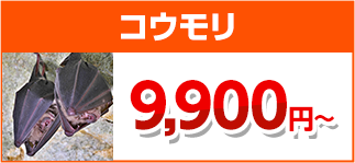 コウモリ駆除・害獣駆除・害獣退治・害獣調査・屋根裏の害獣駆除