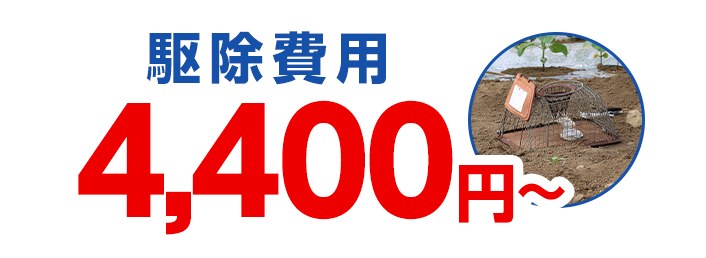 駆除費用4,400円~・害獣駆除・害獣退治・害獣調査・屋根裏の害獣駆除