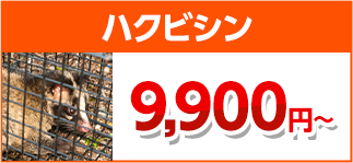 ハクビシン駆除・害獣駆除・害獣退治・害獣調査・屋根裏の害獣駆除