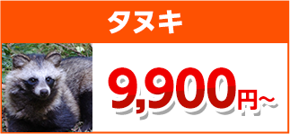 タヌキ駆除・害獣駆除・害獣退治・害獣調査・屋根裏の害獣駆除